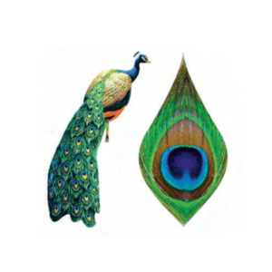 Peacock PreCut Wafer Paper